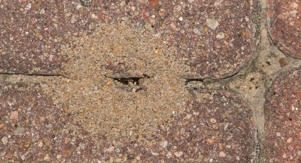 Pavement ants emerge from between two pavement bricks