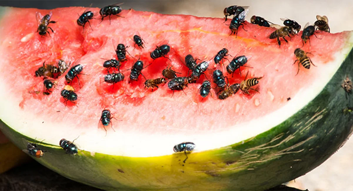 Fly on a piece of watermelon and pineapple on a white plate.