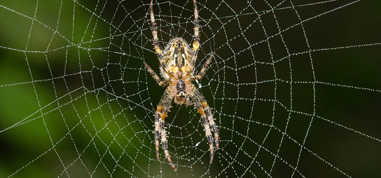 Spider silk web
