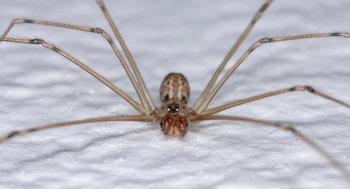 A close-up of an adult cellar spider