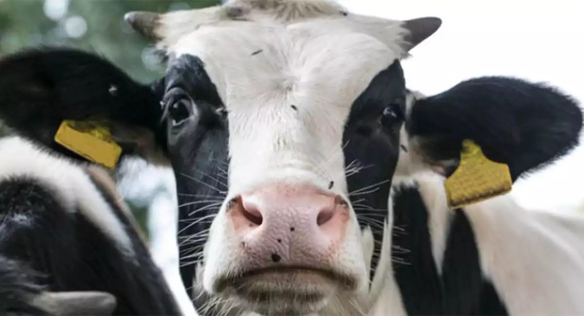 Close up of a black and white cow with flies swarming its face. 