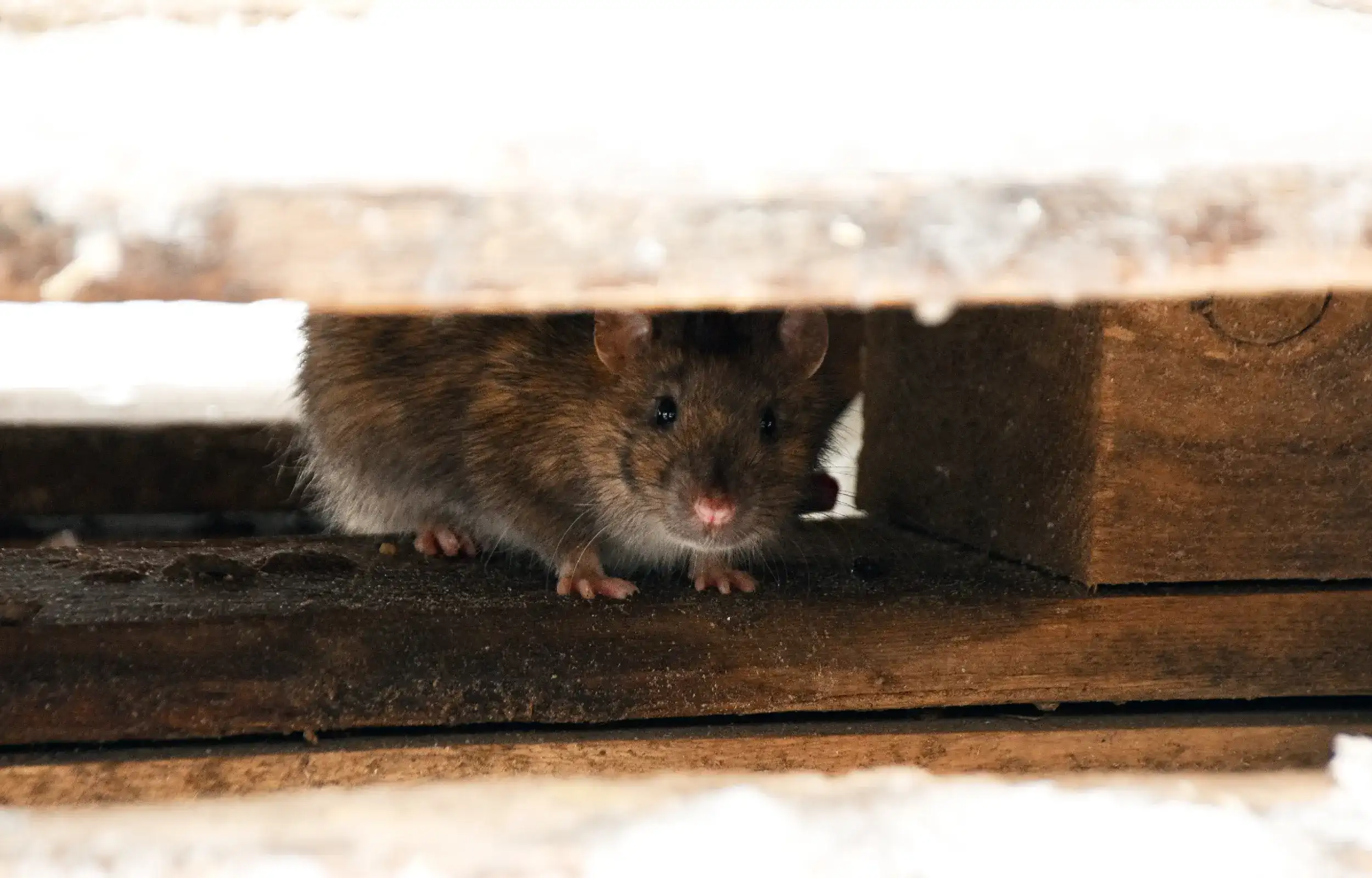 rat peeking out from underneath a wood plank