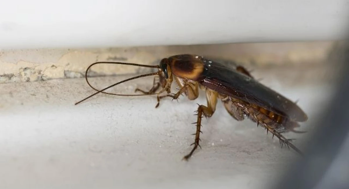 cockroach