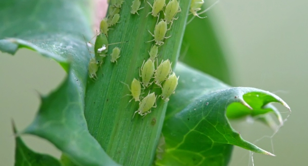 Aphids on plant