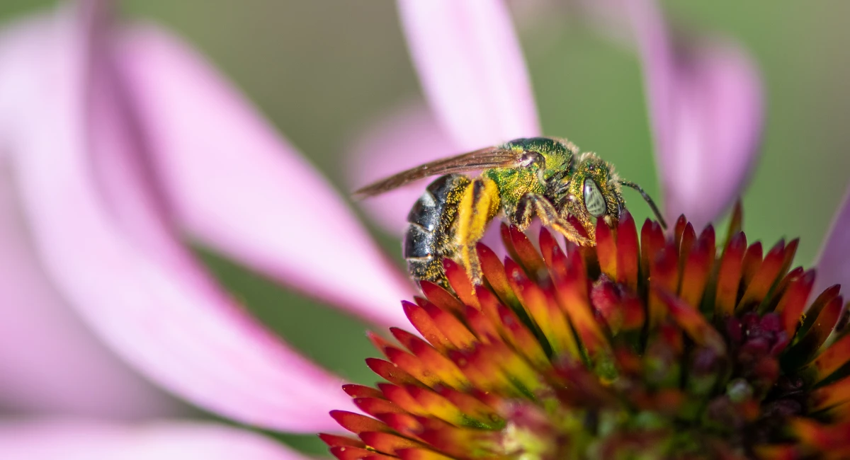 Sweat bee