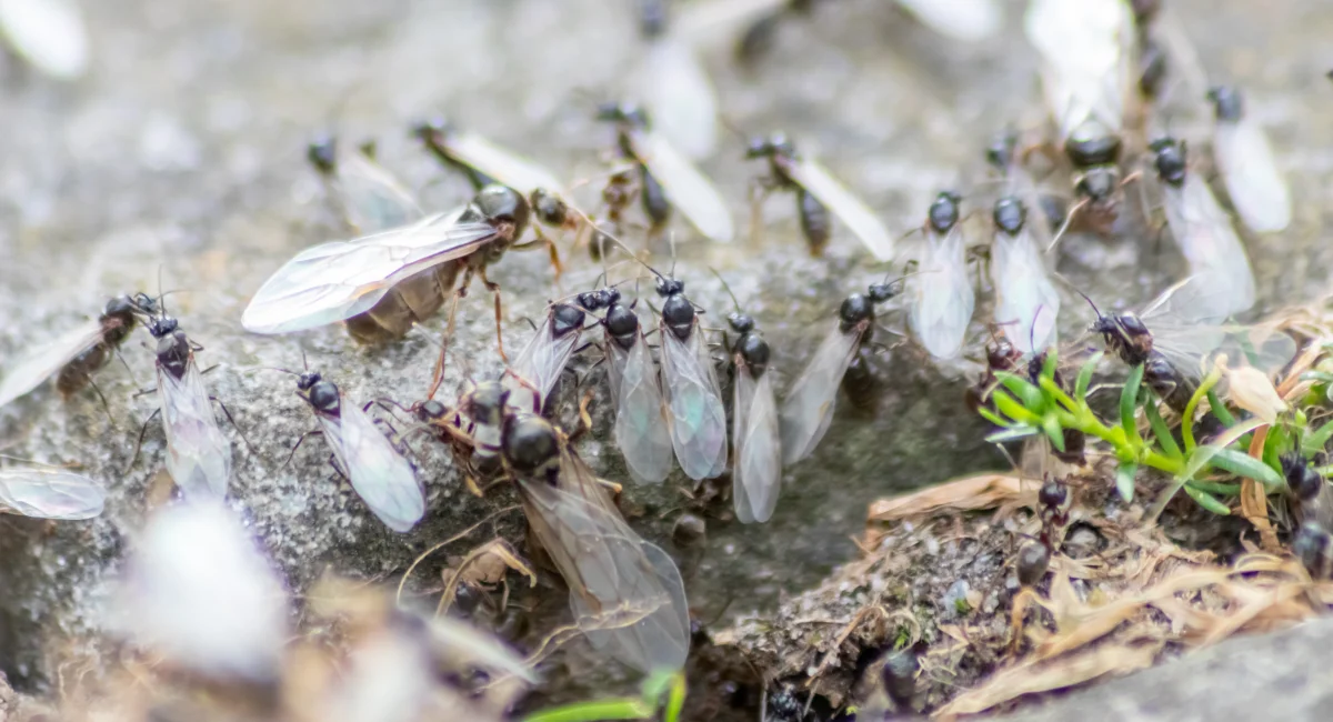 Flying ants emerge from a crack in the pavement