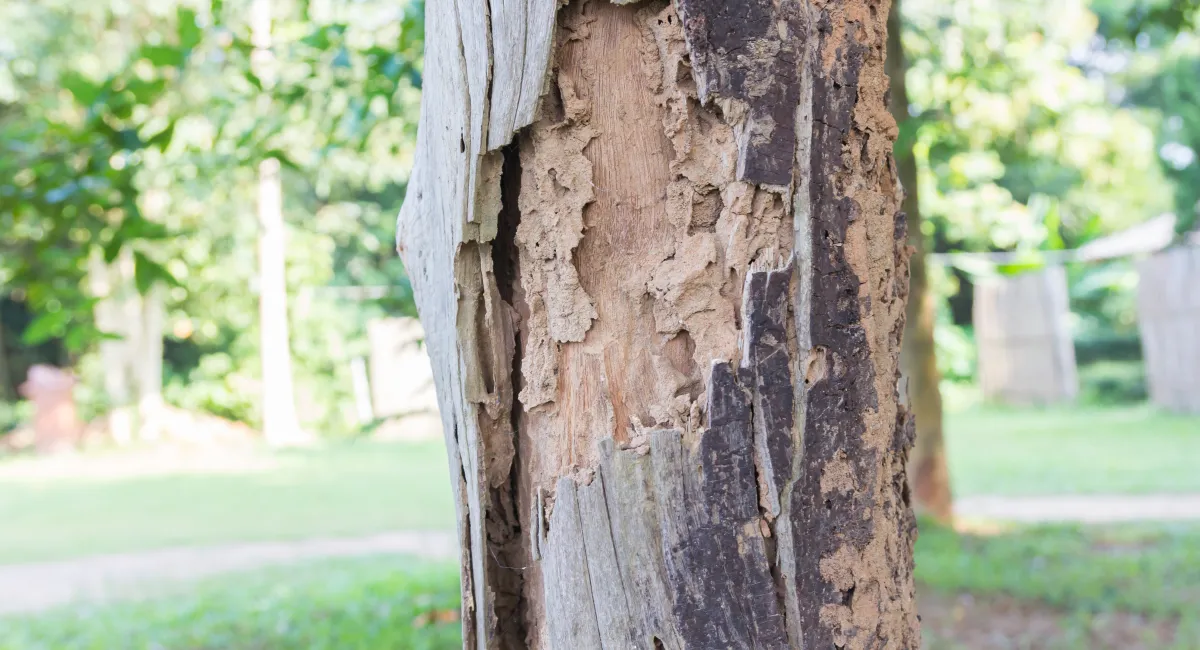 Cracked and peeling bark on a tree; evidence of termites