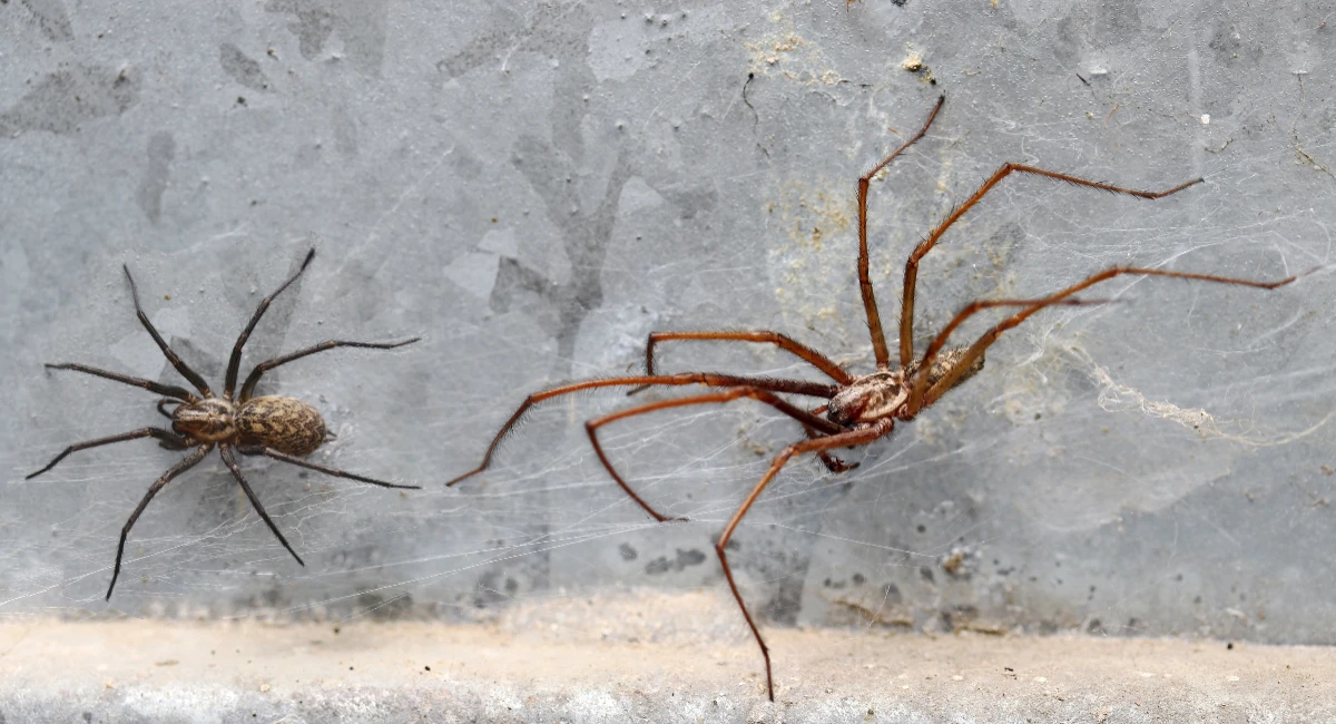 Arachnid spiders with eight legs and two body parts, crawling on the wall