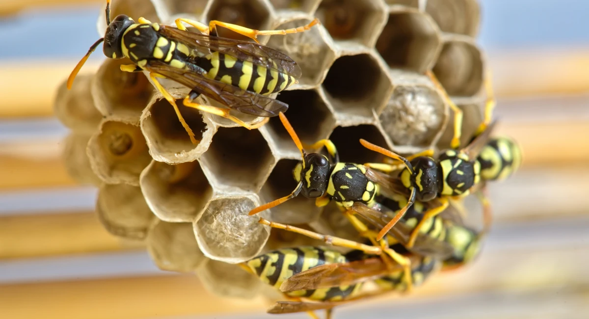 A close-up of a small wasp nest, with open cells, and wasps crawling over it