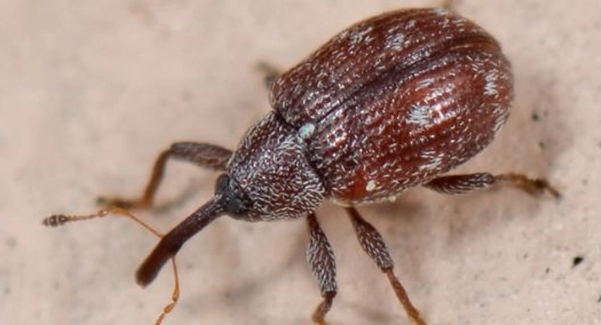Close up of strawberry bud weevil on tan colored background