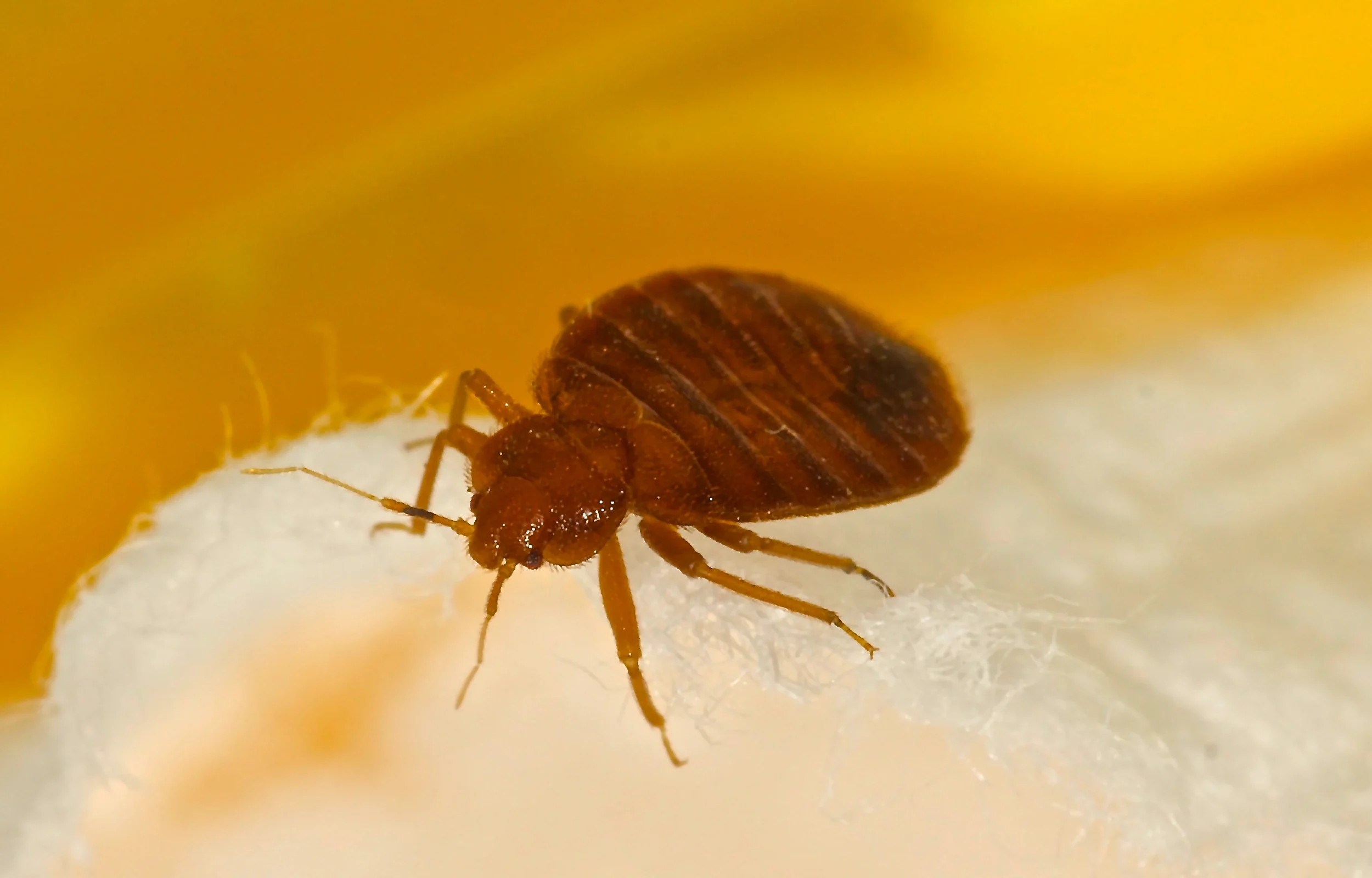 Close up of a brown and orange colored bed bug on a white background.