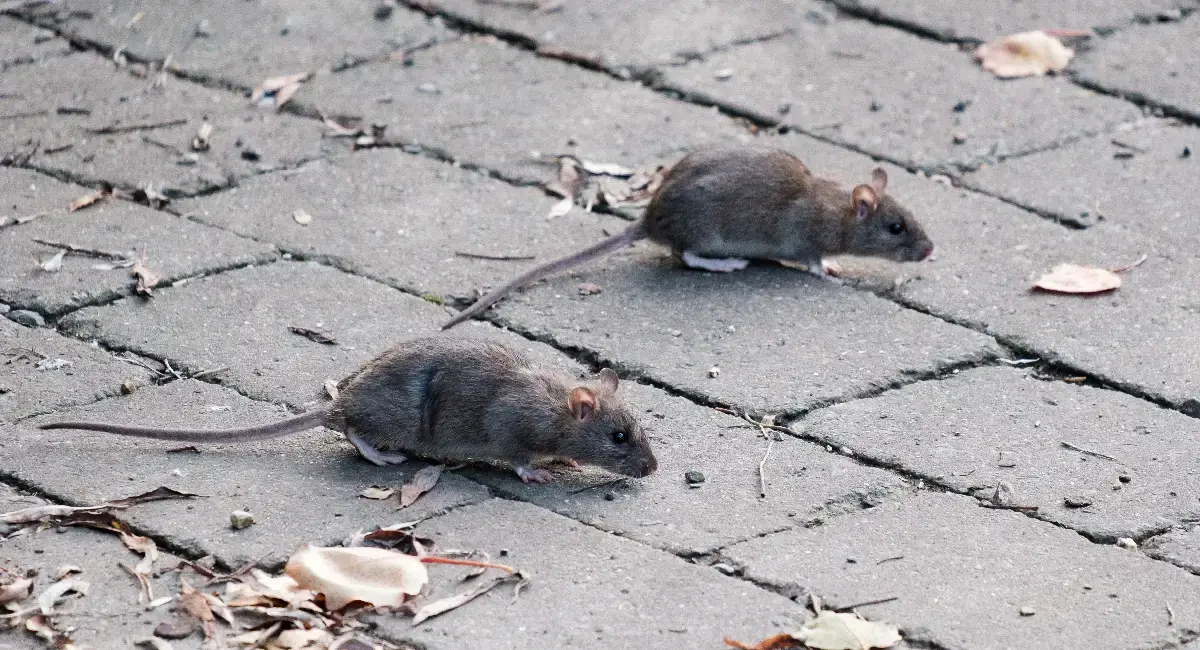 Don't let rats invade your home