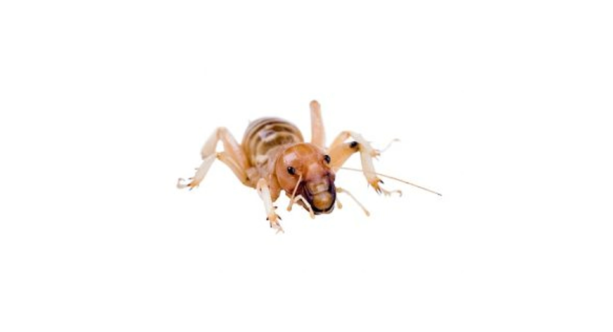 jerusalem cricket