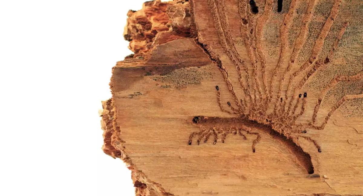Tree Bark