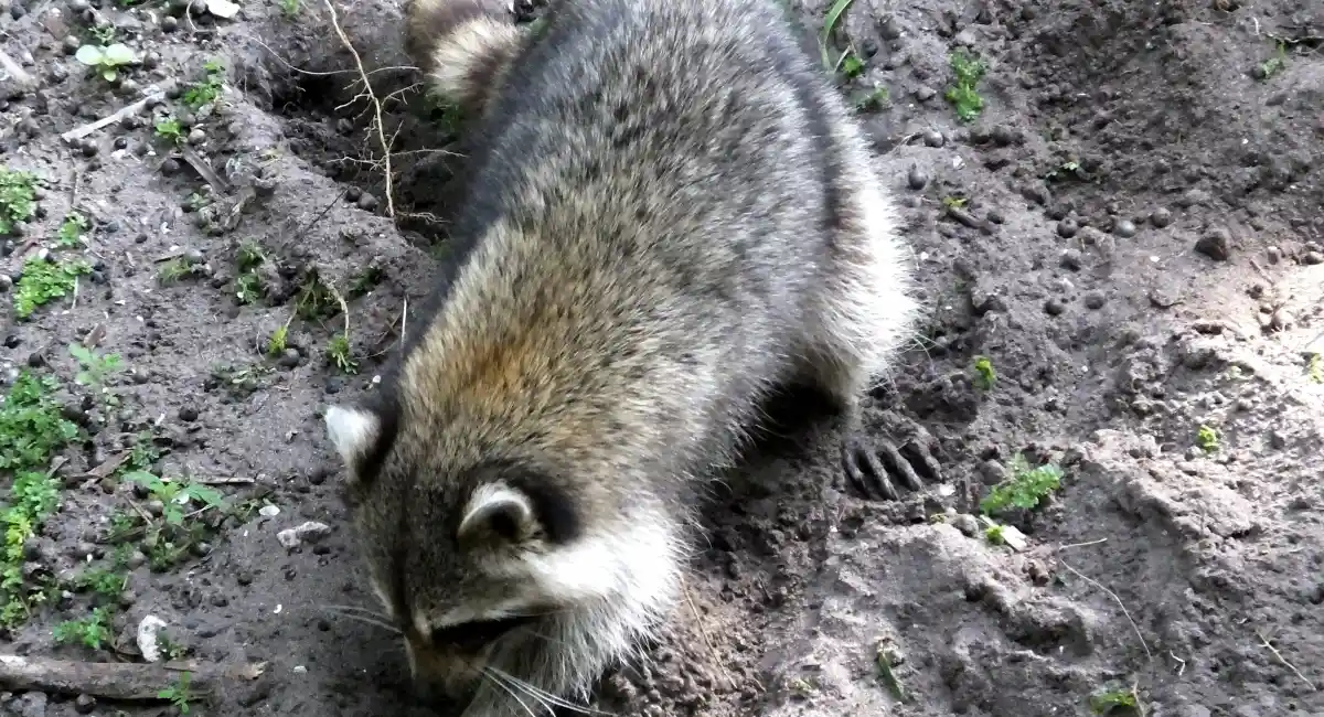 A raccoon possibly sniffing around or digging holes for insects in a muddy yard