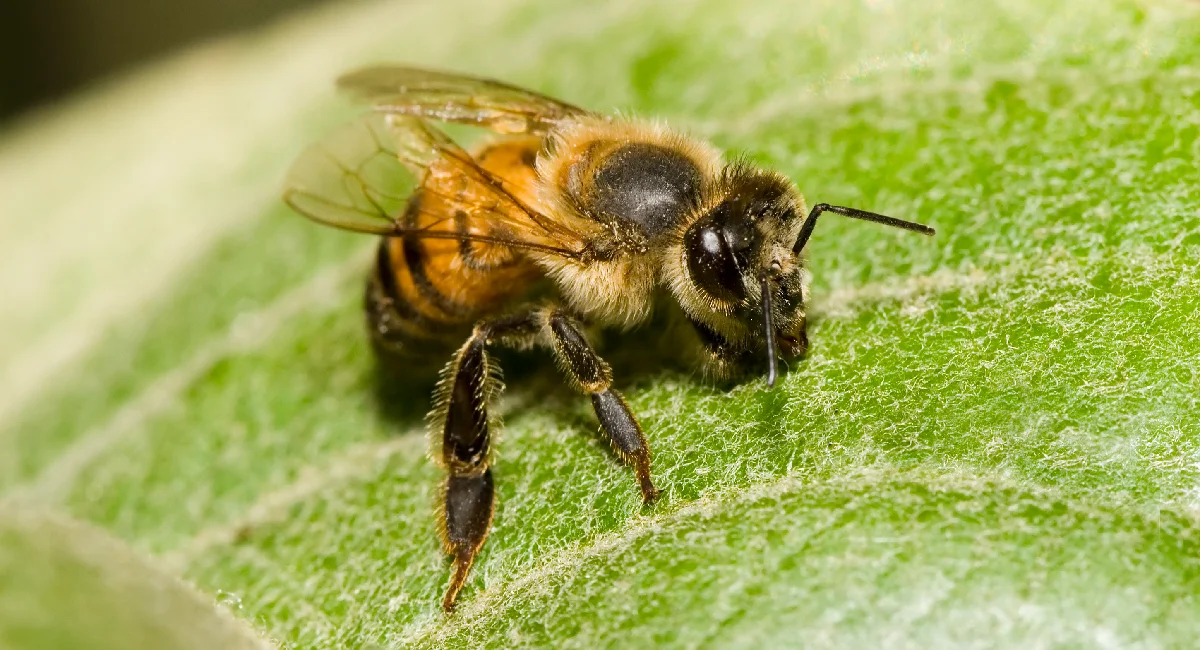 Africanized honey bee