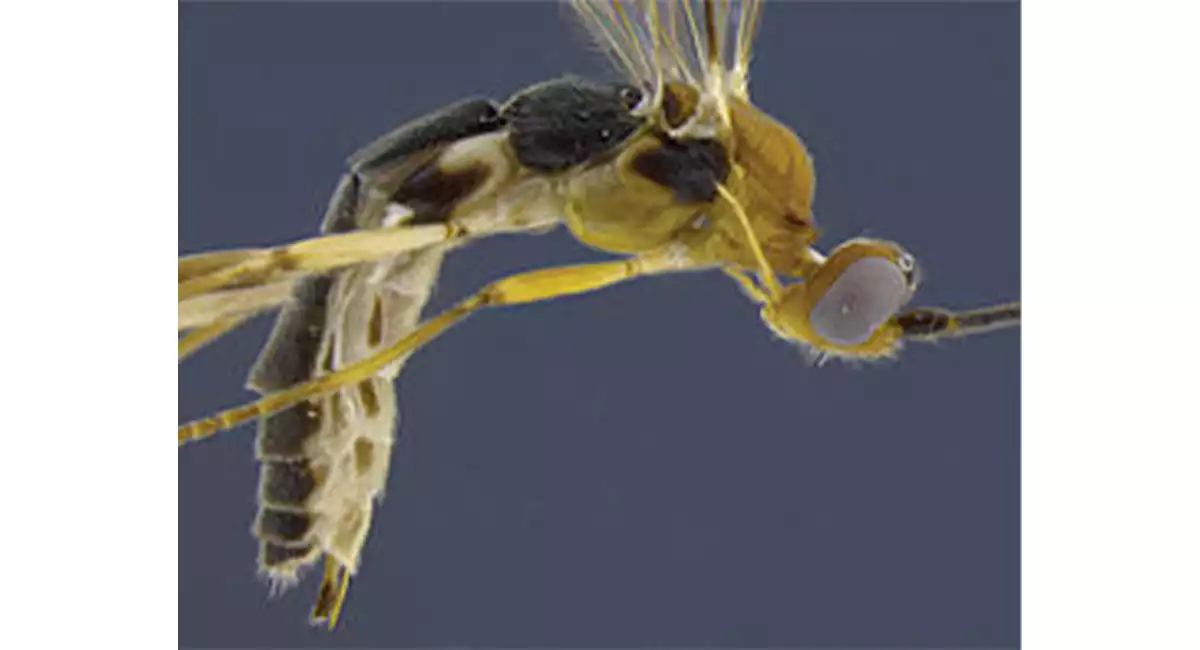 Shakira wasp
