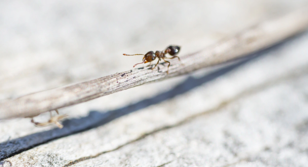 An acrobat ant crawls across a twig