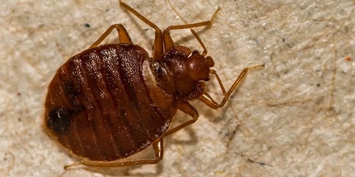 close up image of bed bug