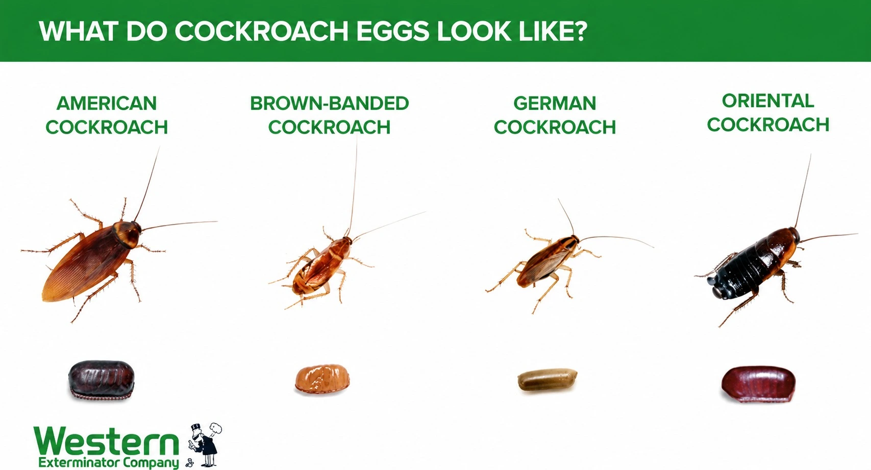 An infographic showing four cockroach species and their eggs
