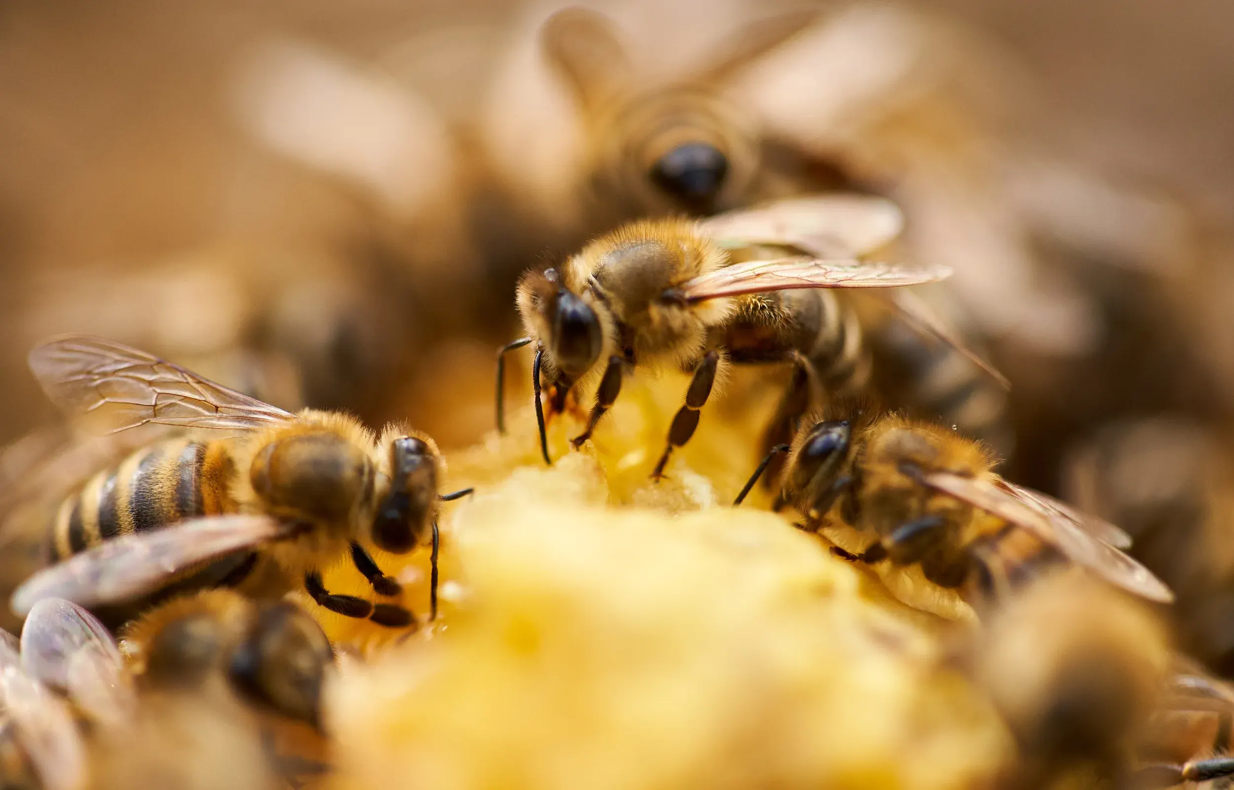 Types of bees