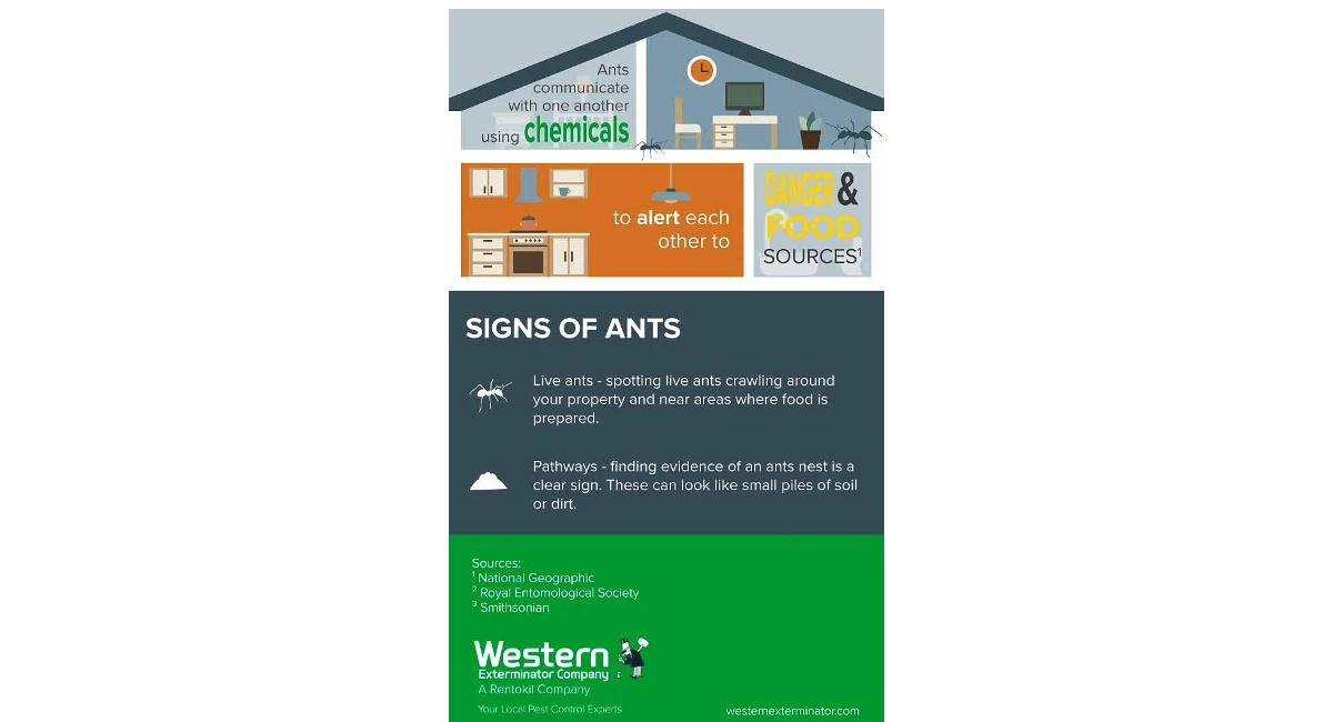 Western ant infographic 2