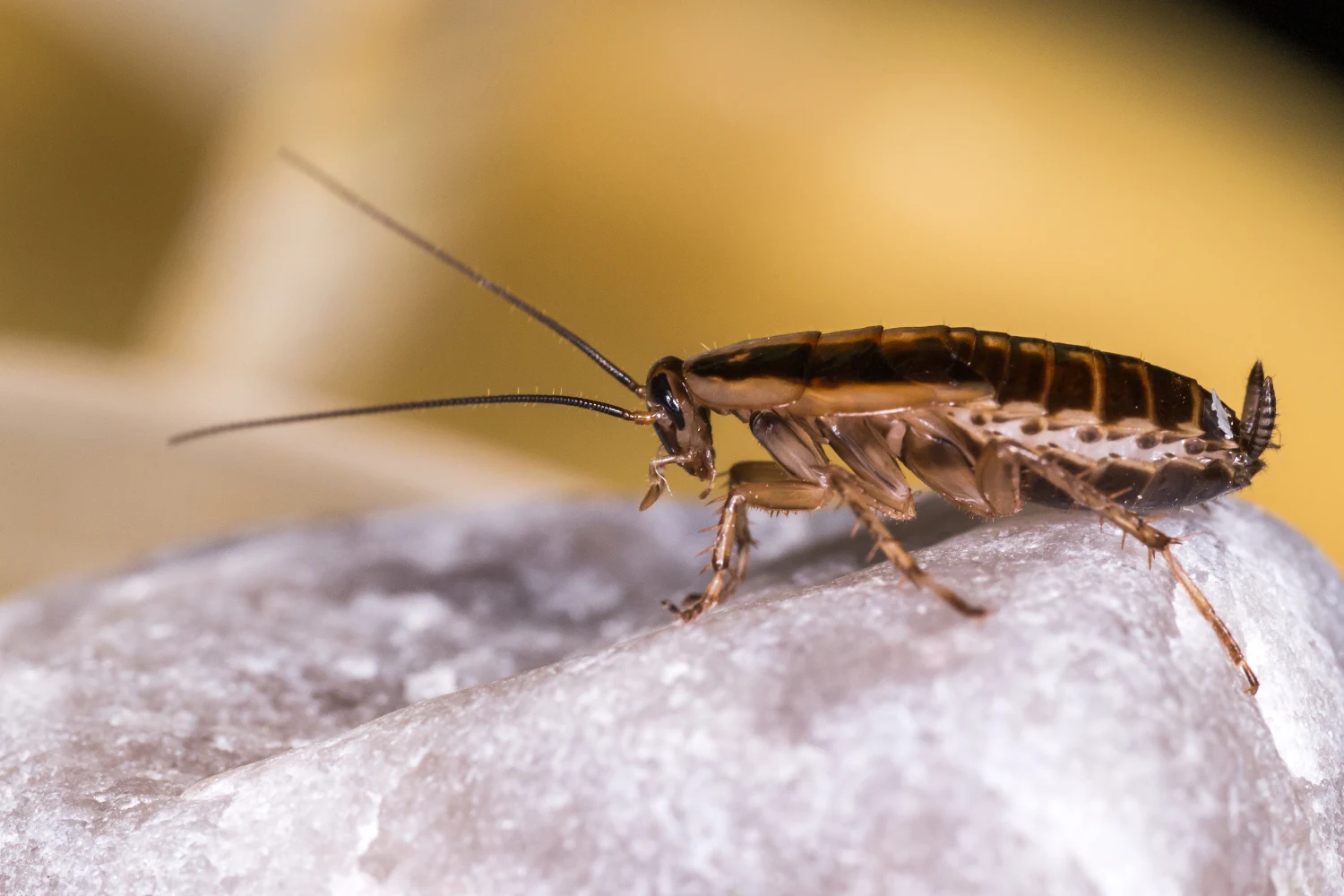 Field cockroach