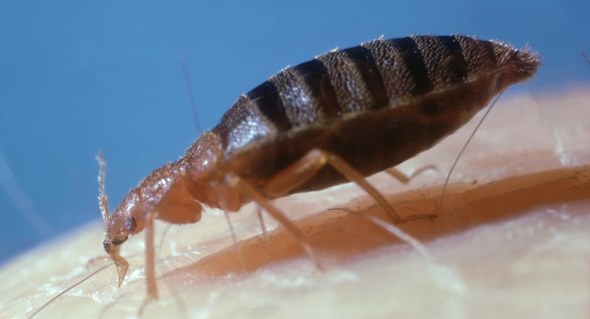 Bed bug on skin