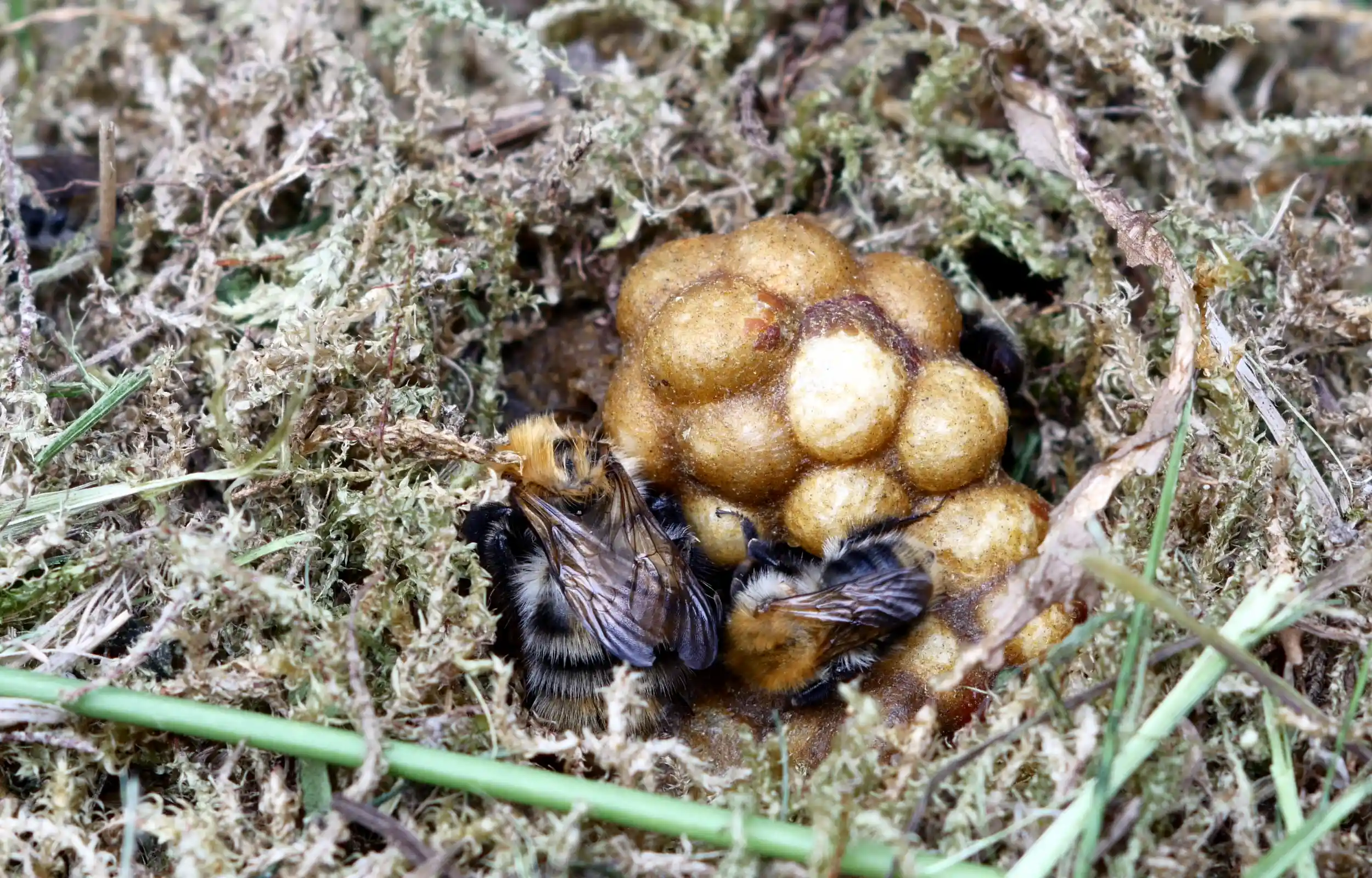Several bumble bees in a ground-level nest, consisting of several clustered cells