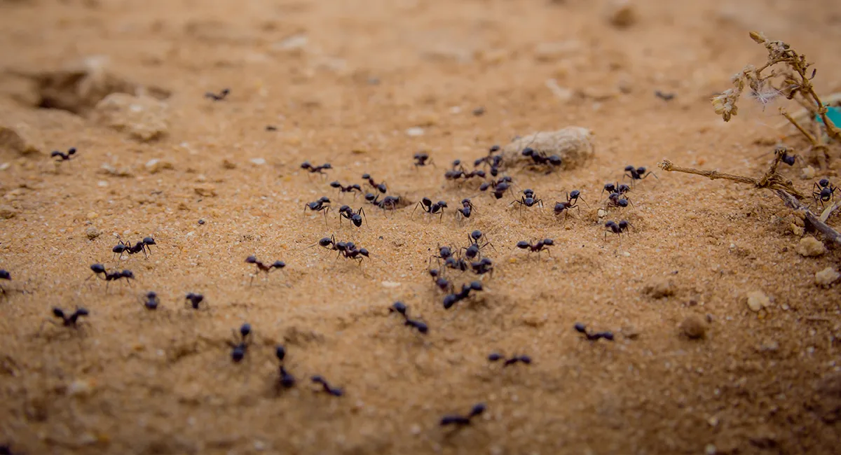 black ants crawl across sand