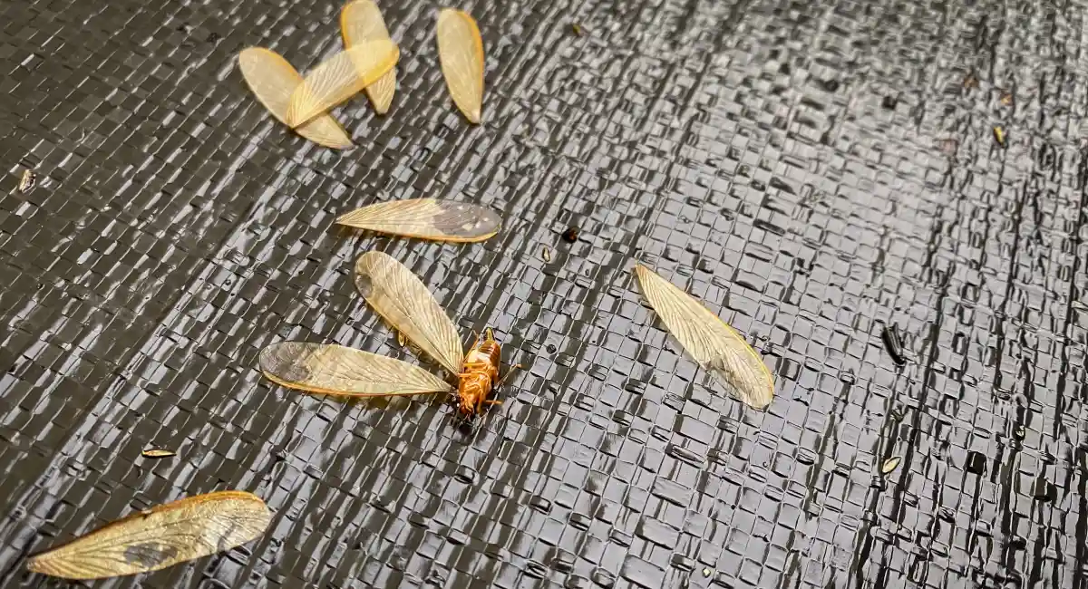 A dead termite, next to a number of discarded, clear wings