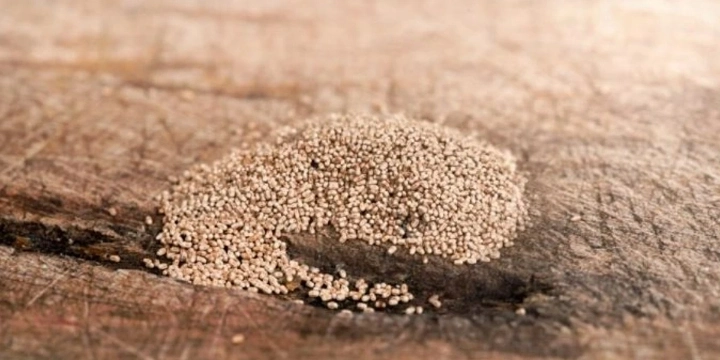 frass termite larvae