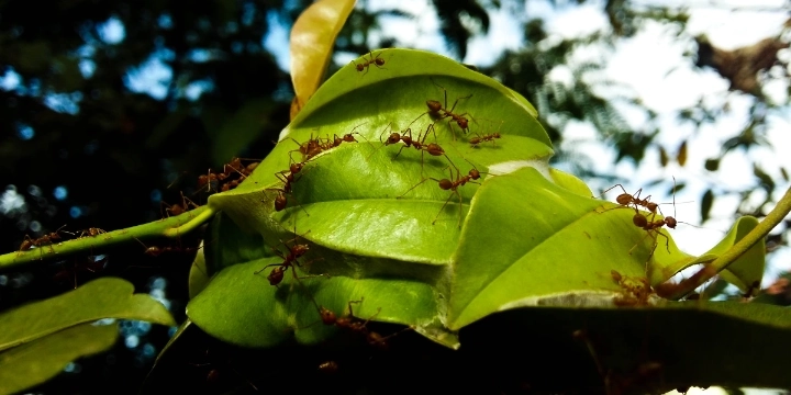 Closeup of a fire ant hill with ants working busily.
