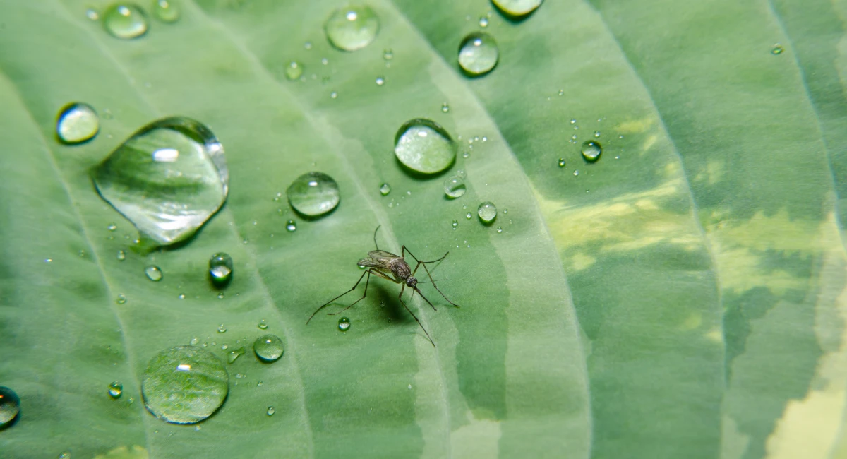 A mosquito and water droplets on a big leaf.