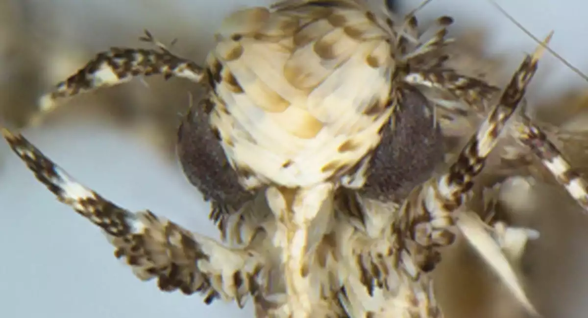 Donald Trump Moth