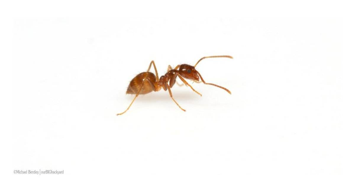 Tawny crazy ant