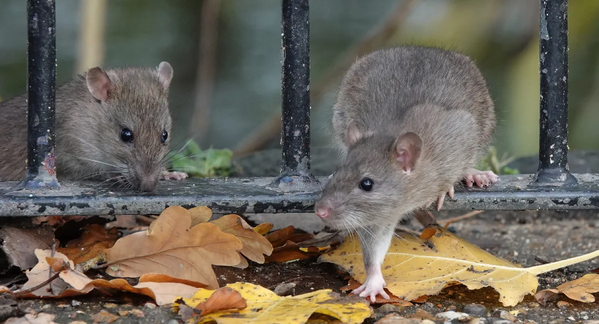 Two brown rats stepping through bars