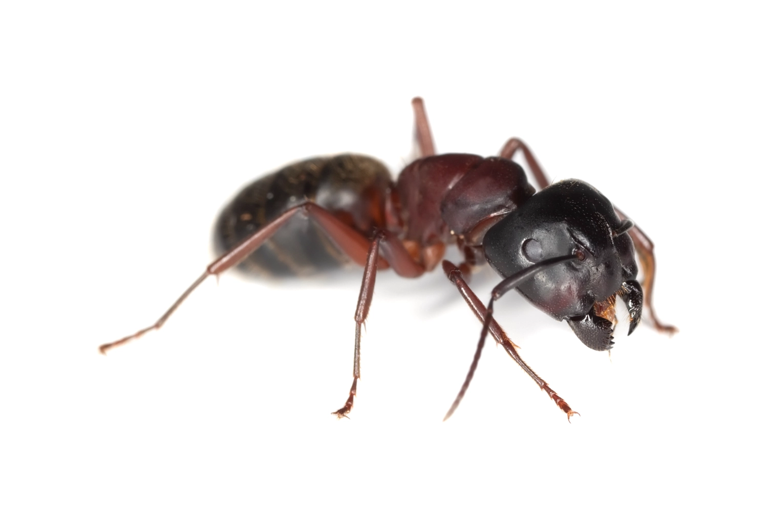 Carpenter ant in a white background