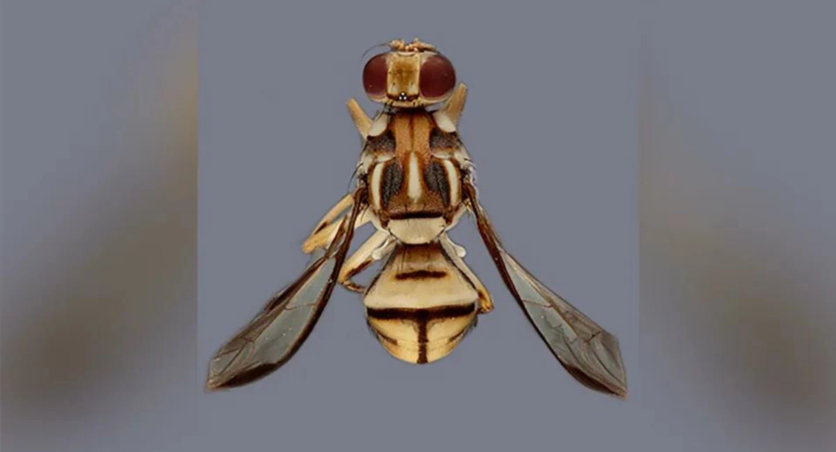 Tau-fruit-fly