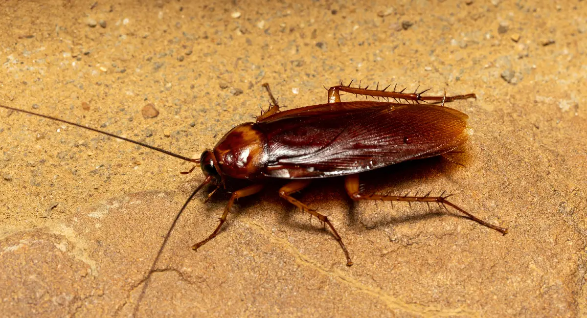 Brown cockroach on ground crawling