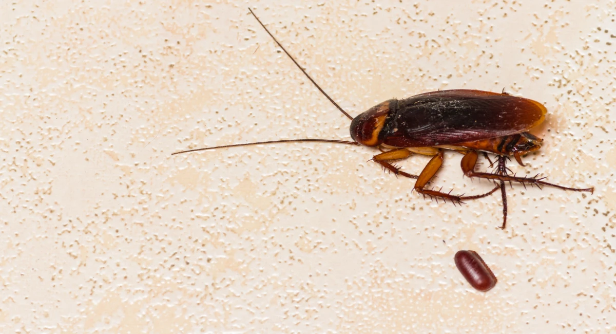 What kills roaches and their eggs?