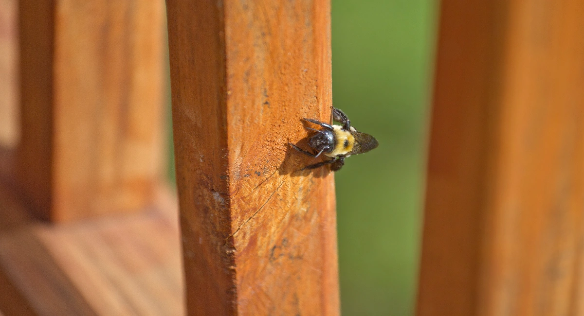 Carpenter bee