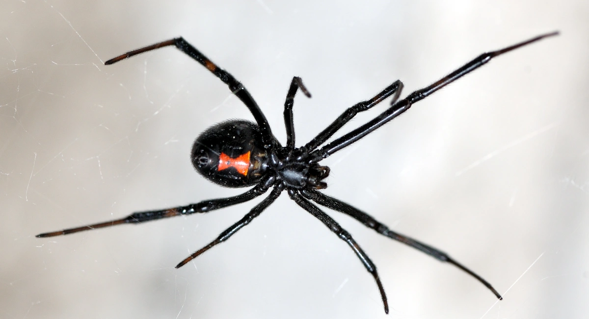 A close-up of a black widow on a web