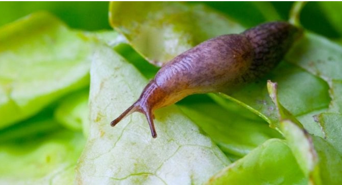 Brown slug on green leaf