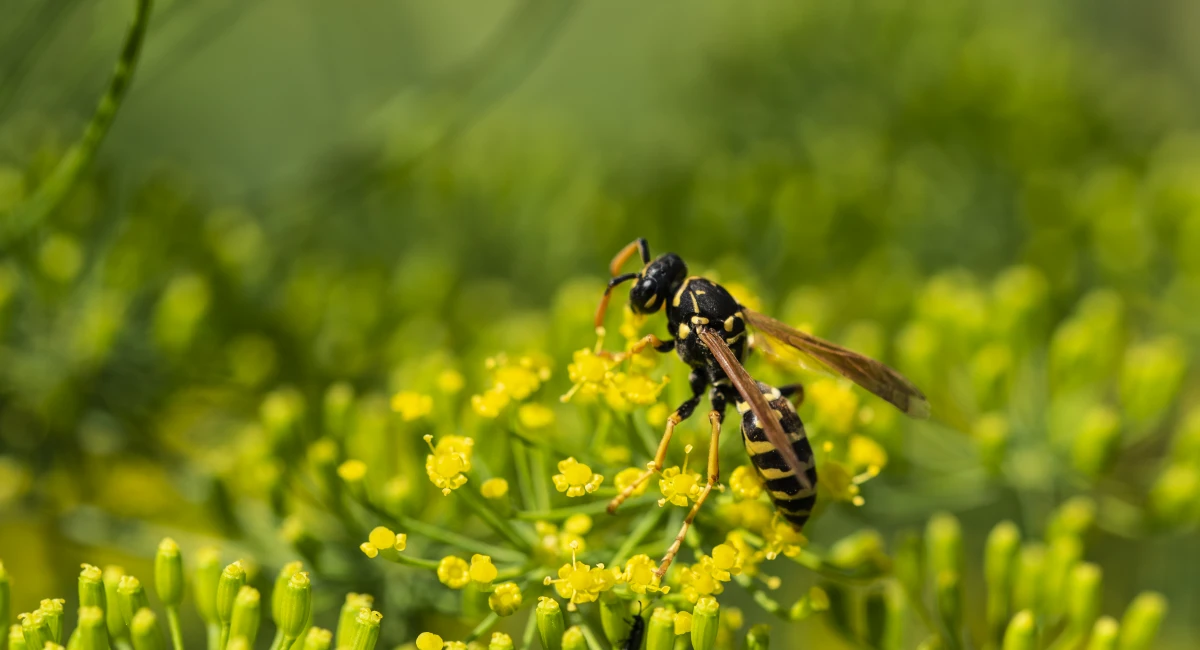 A paper wasp, with a yellow and black abdomen, rests on a flower