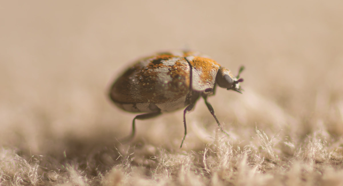 Close-up of a varied carpet beetle walking across fabric fibers, showing its distinctive mottled brown, orange, and white patterned shell