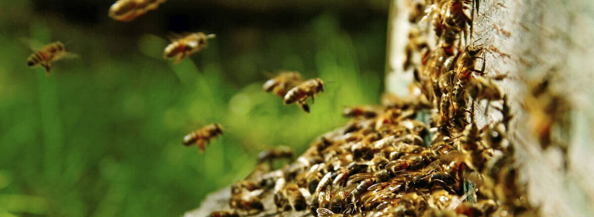 Wasps