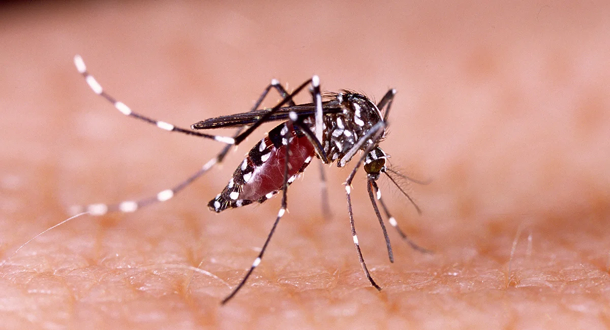 Mosquito on skin