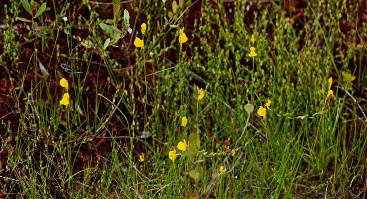Many yellow bladderworts in a grassy field 