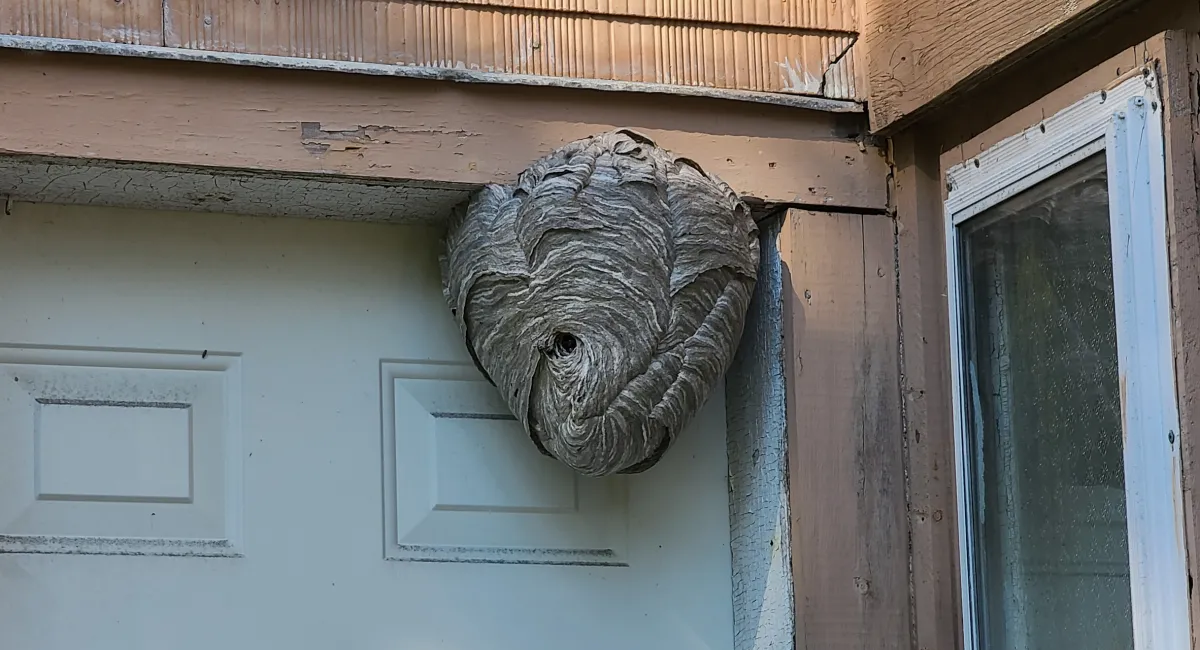 Hornet’s nest